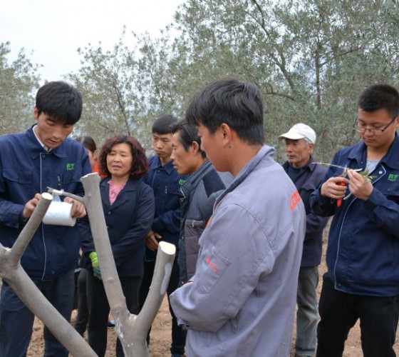 公司從產(chǎn)業(yè)鏈起始端著手，引進(jìn)良種優(yōu)苗，繁育基地苗圃，優(yōu)化樹(shù)種，以?xún)?yōu)質(zhì)的橄欖樹(shù)苗為生產(chǎn)特級(jí)初榨橄欖油提供基礎(chǔ)保障。在以自建萬(wàn)畝國(guó)家標(biāo)準(zhǔn)化油橄欖..